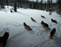 Tracking Wolves from the air