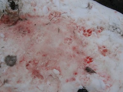 Wolf Kill Site