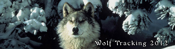 Wolf Tracking 2012