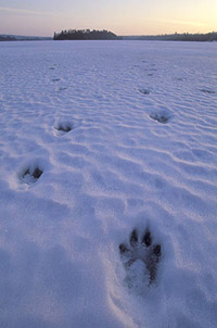 Wolf Tracks