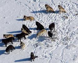 The Eastern Timber Wolf